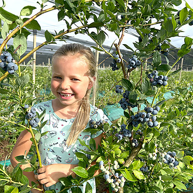 heidelbeerland-leitersdorf1