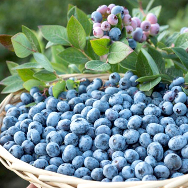 heidelbeerland-steiermark