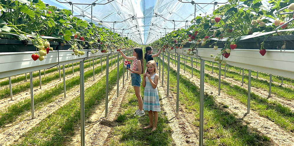 leitersdorf-heidelbeeren-erdbeeren